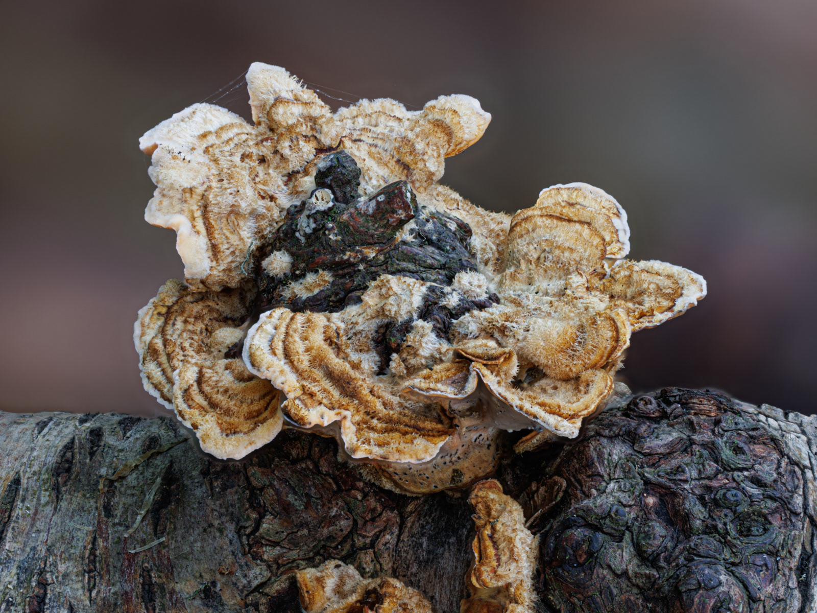 Textures and colours 