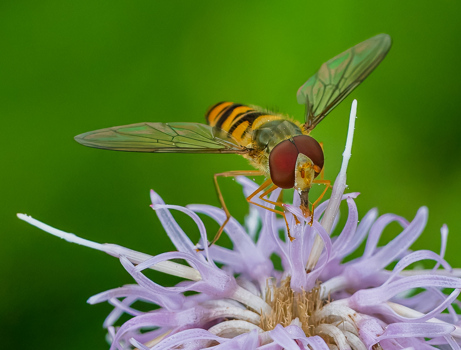 Nectar Collector