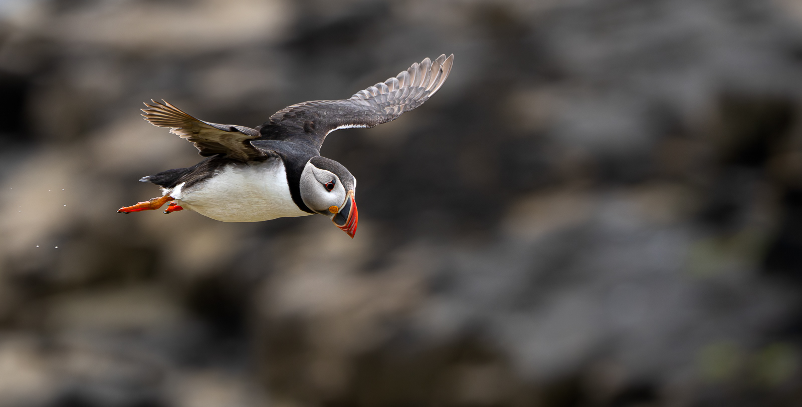 Flight of the Atlantic Puffin 