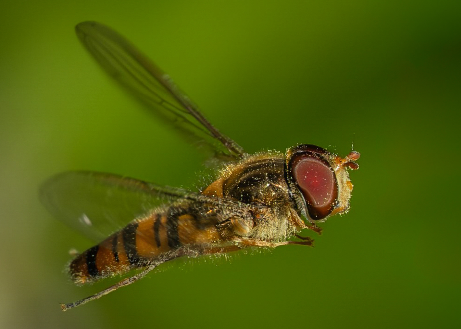 Covered In Pollen