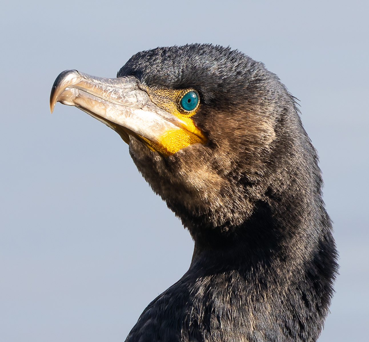 Watching and Waiting