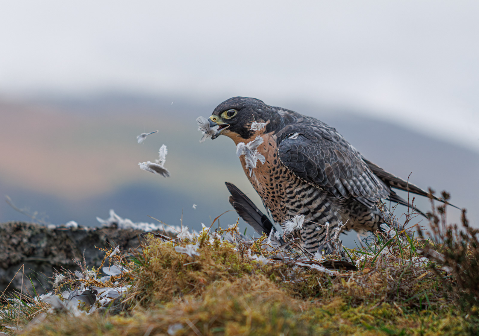Famished Falcon