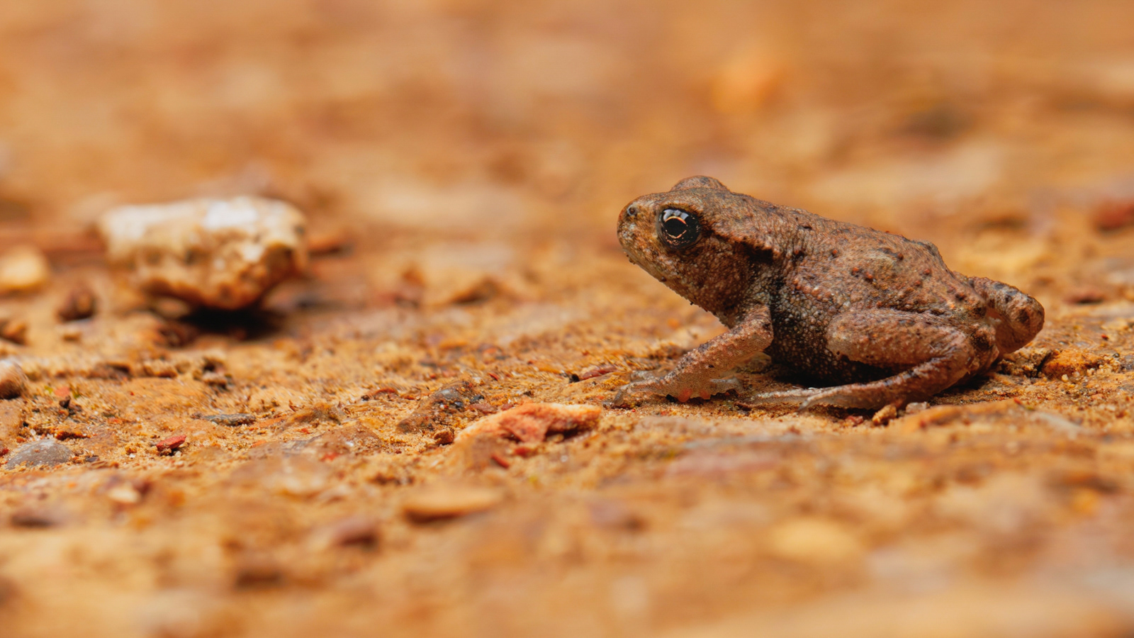 Watch where you step!