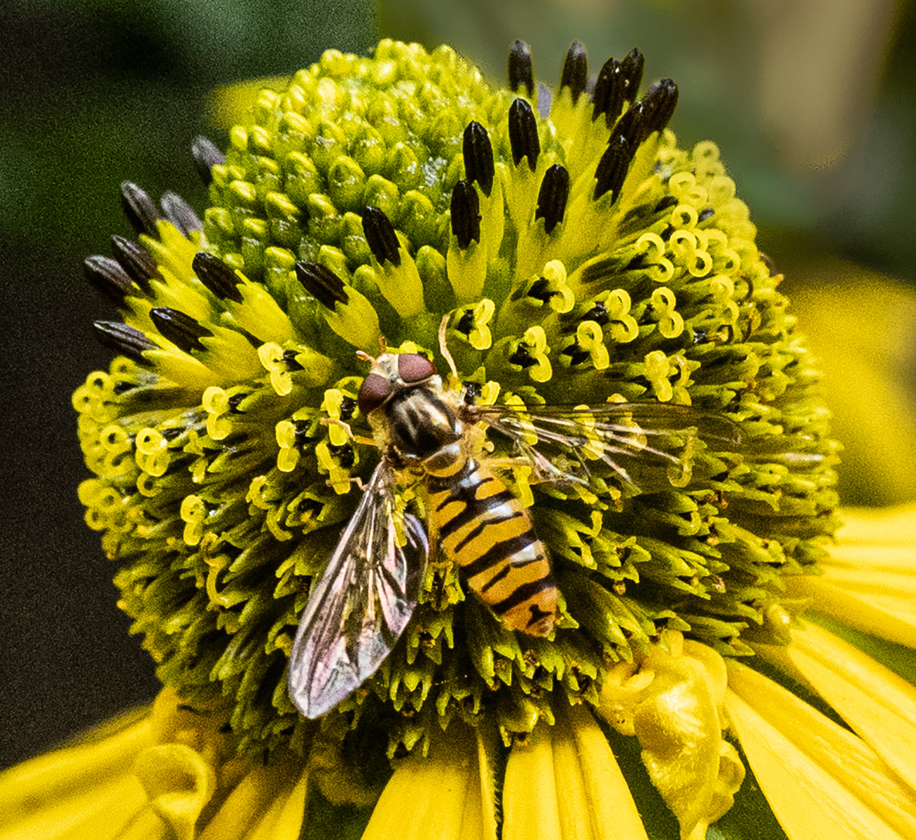 Hover fly feeding