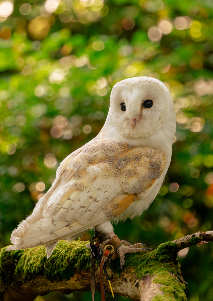 Woodland Sentinels 1