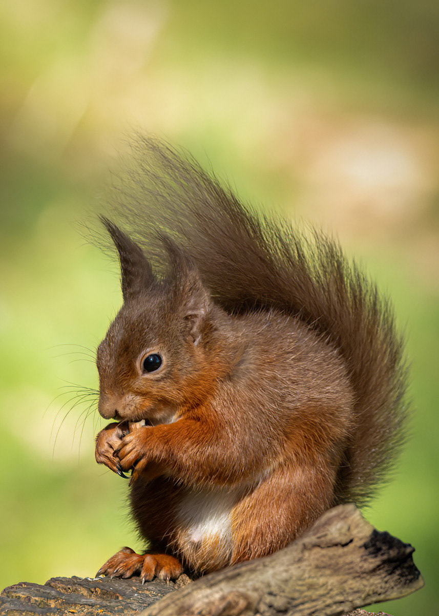 Nuts for Lunch