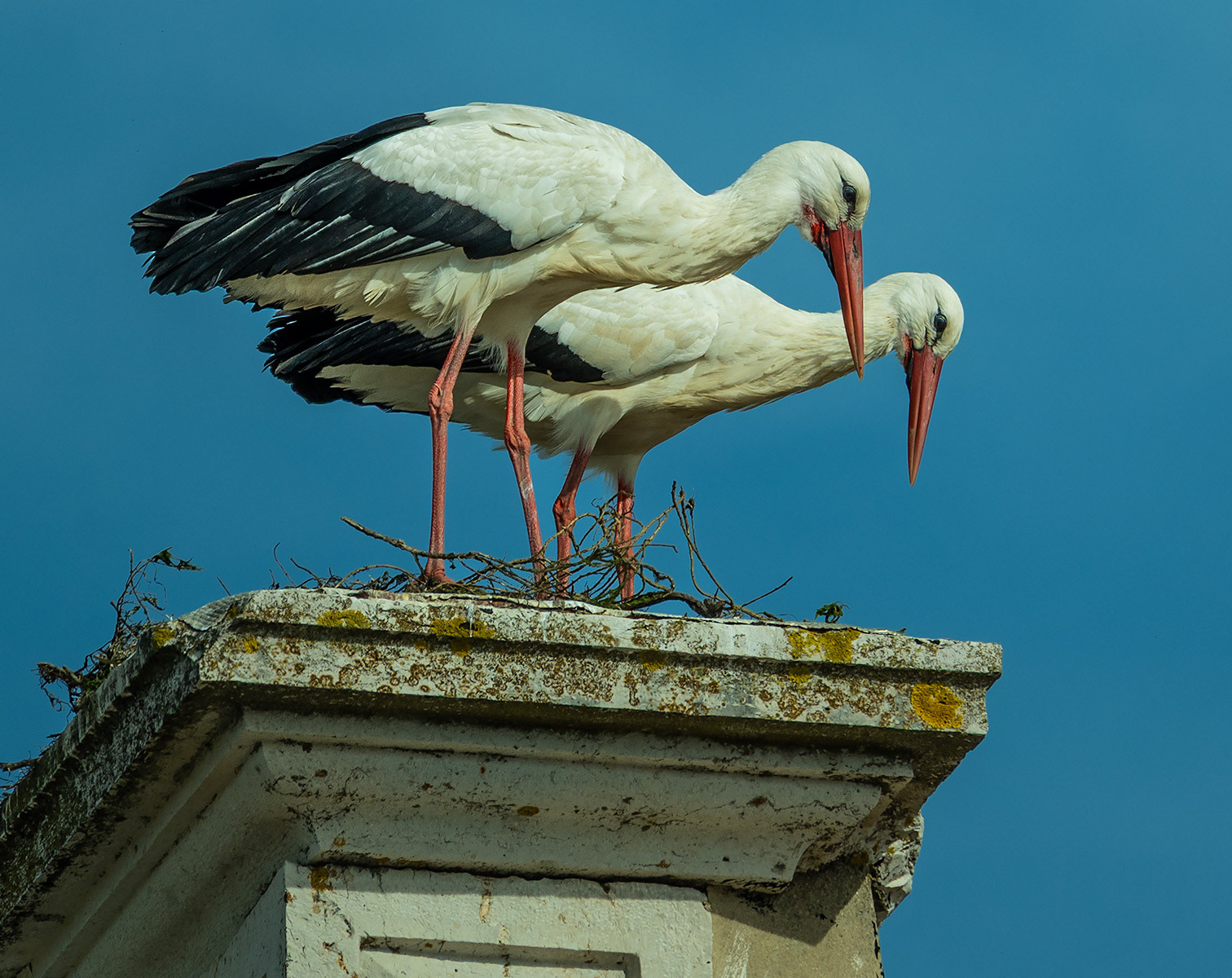 Two storks on a roof