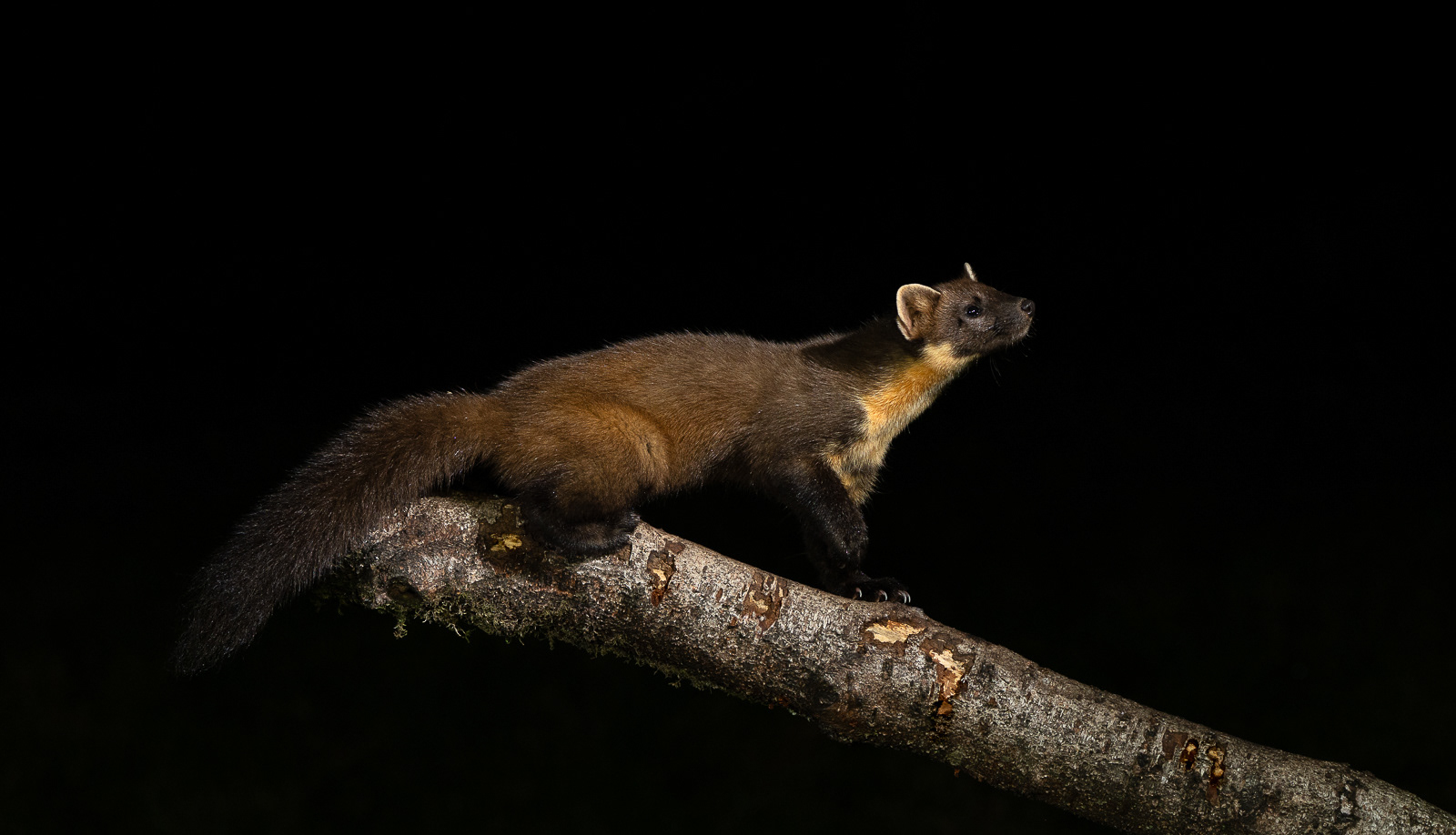 Guardian of the Night 