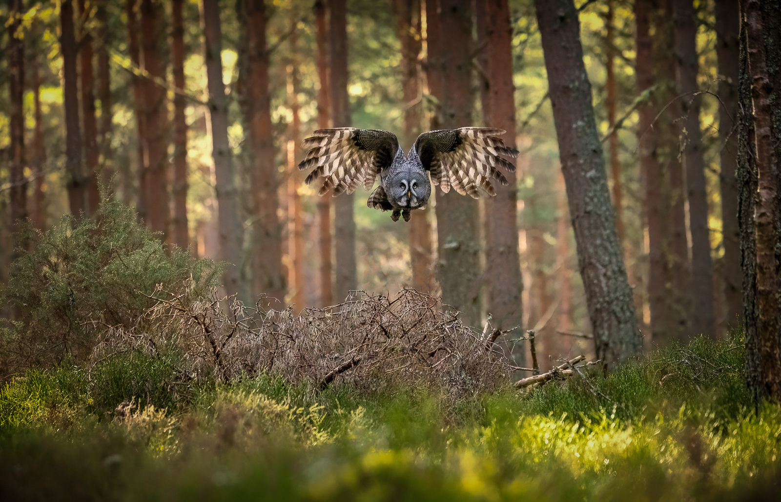 On the Hunt