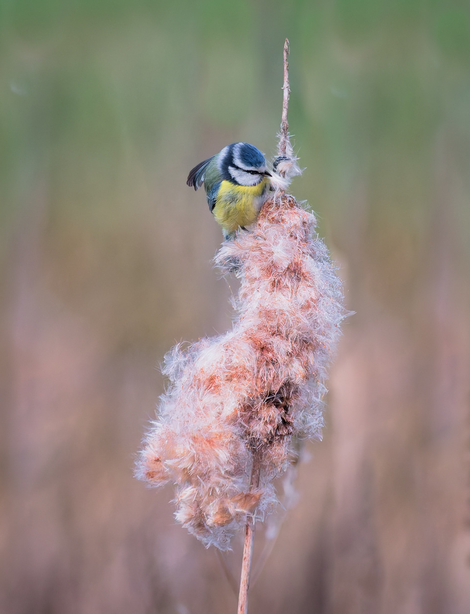 Blue Tit
