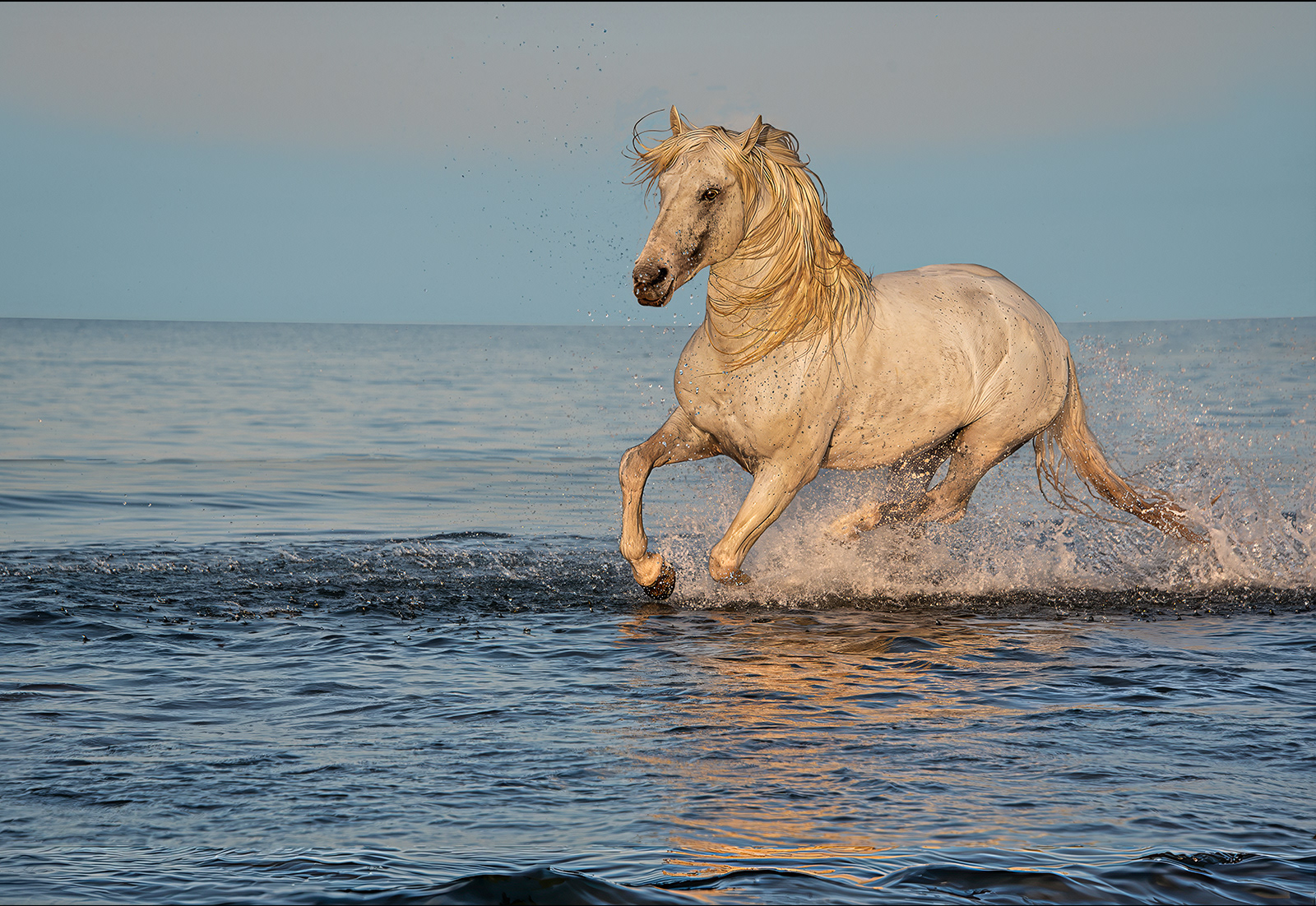 Early Morning Splash
