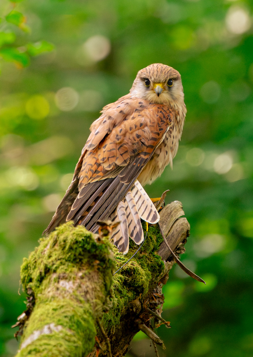 Woodland Sentinels 4