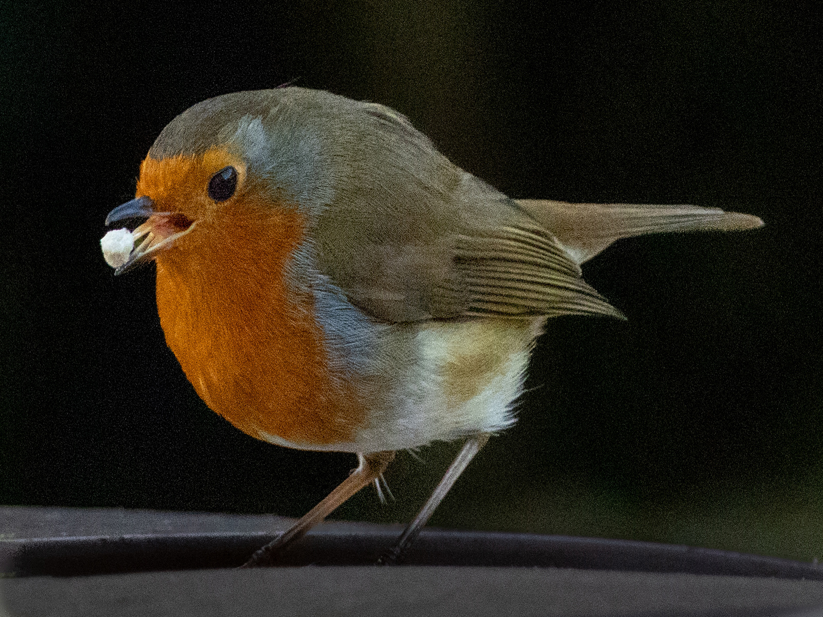 Robin's breakfast
