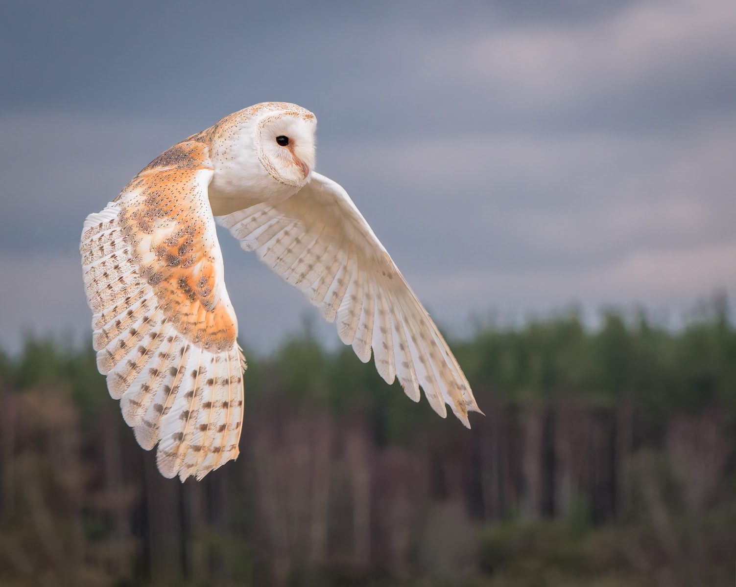 Barn Owl