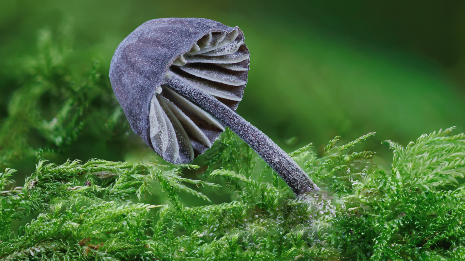 Fungi in local woodland