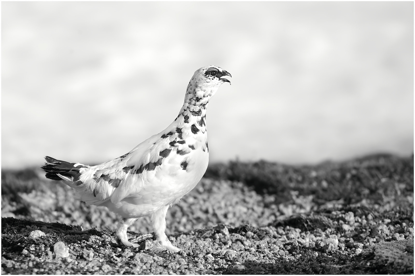 Male Ptarmigan, Cairngorms