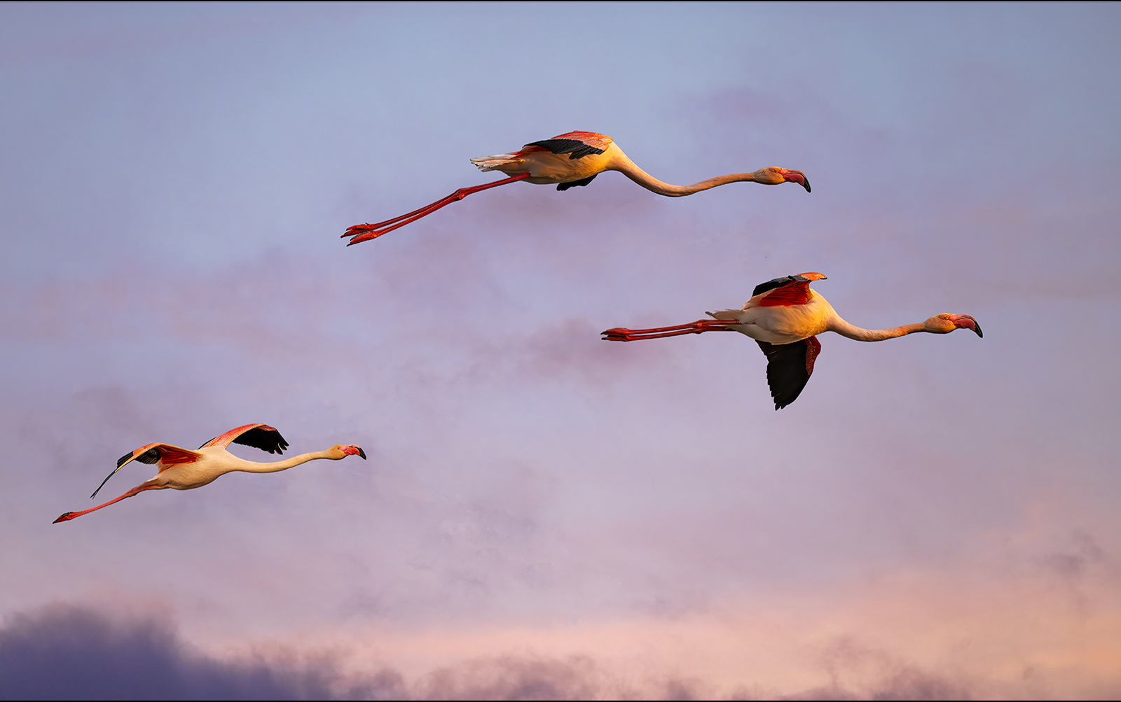 Flying Flamingos