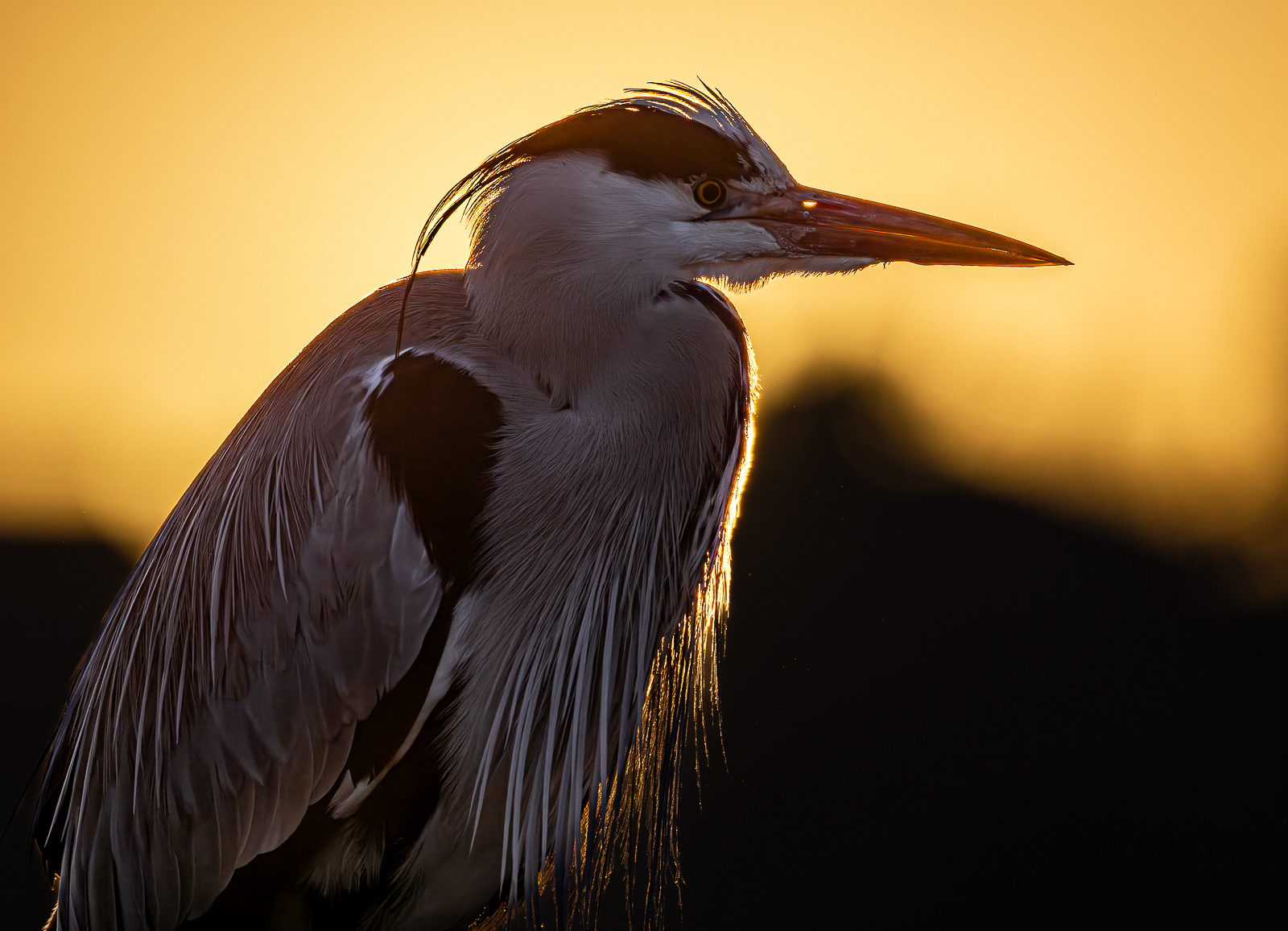 Heron