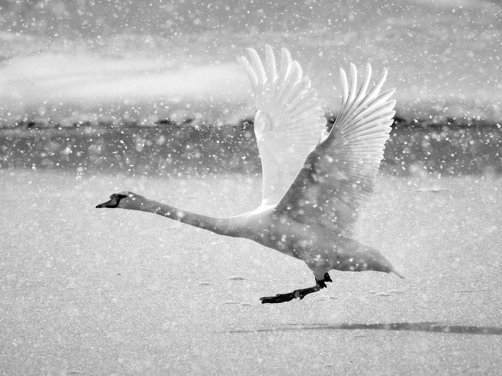 Winter Flight