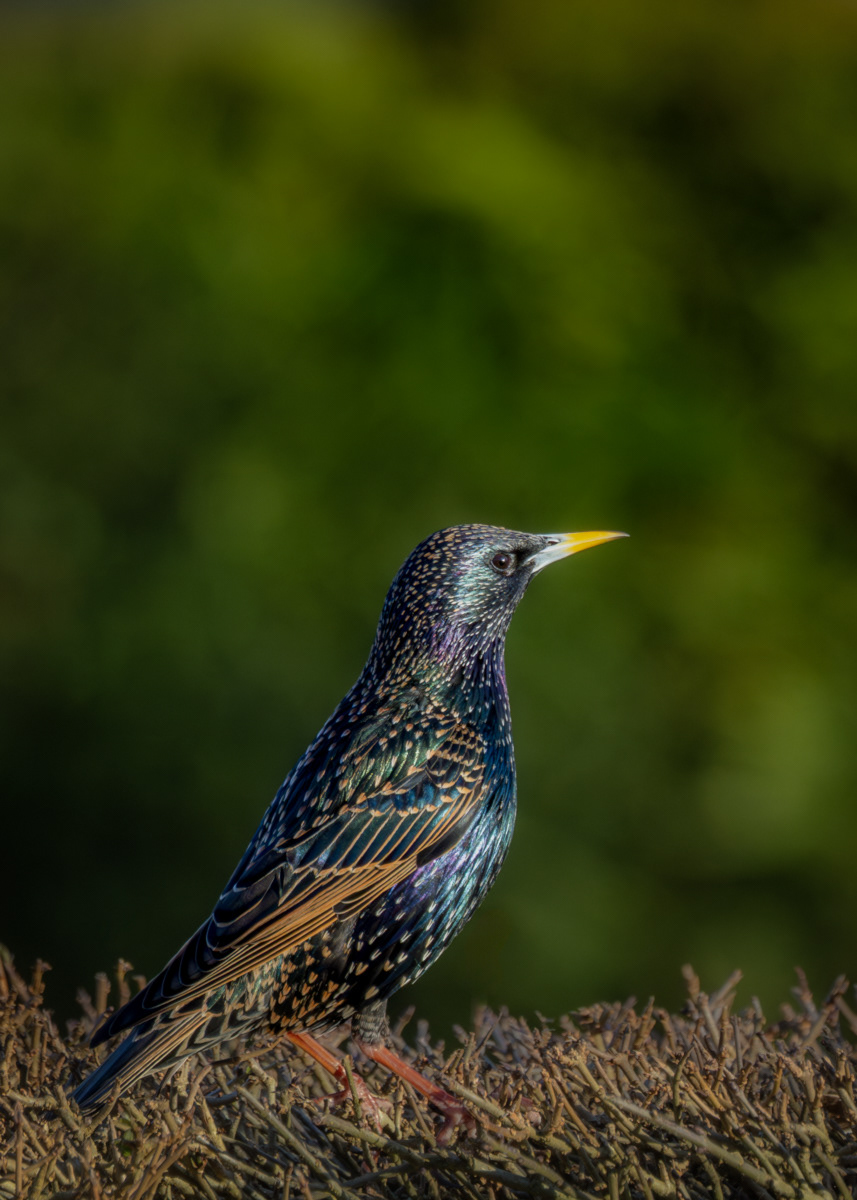 Starling in full Colour