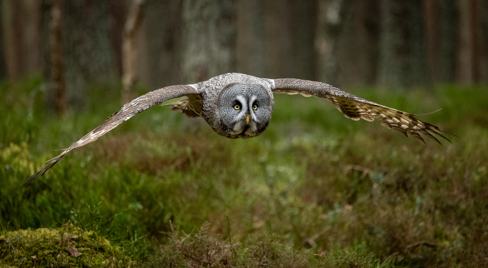 Grey Owl