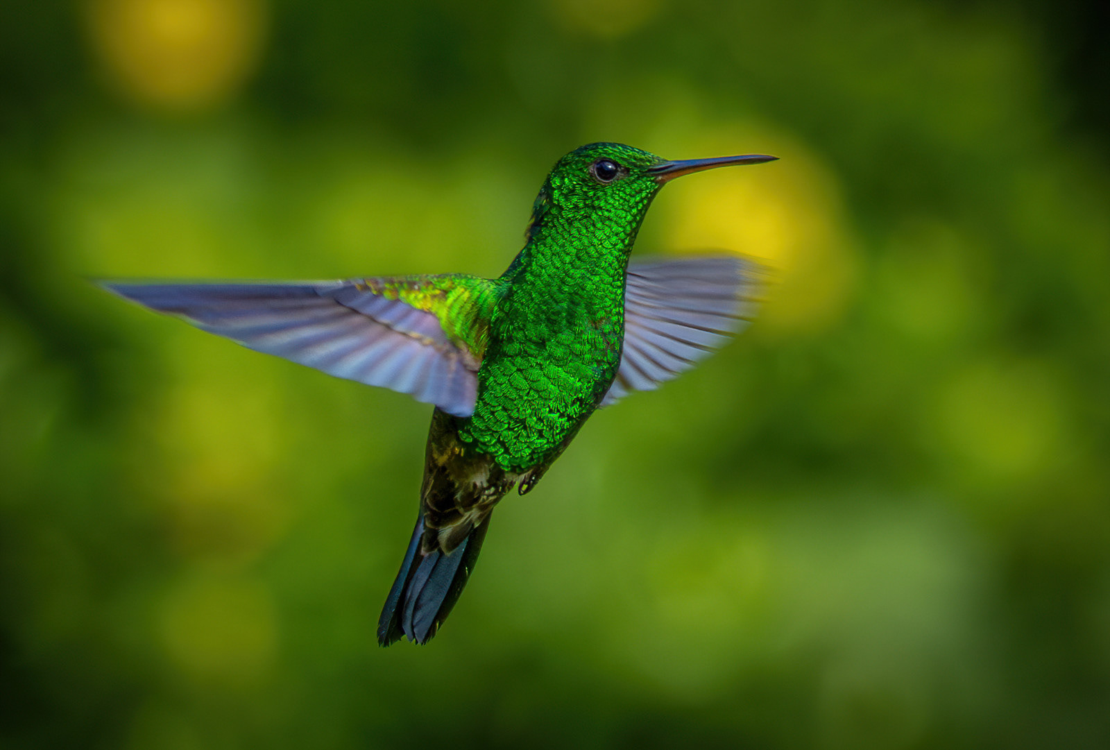 Hovering In Flight
