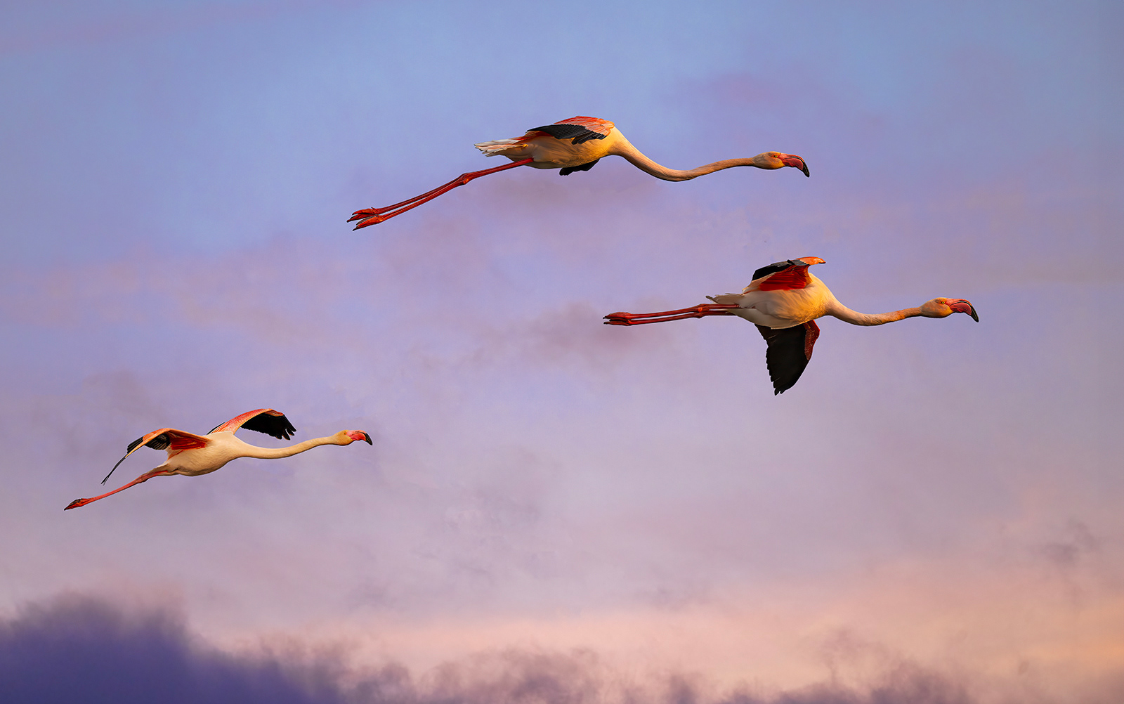 Flying Flamingos