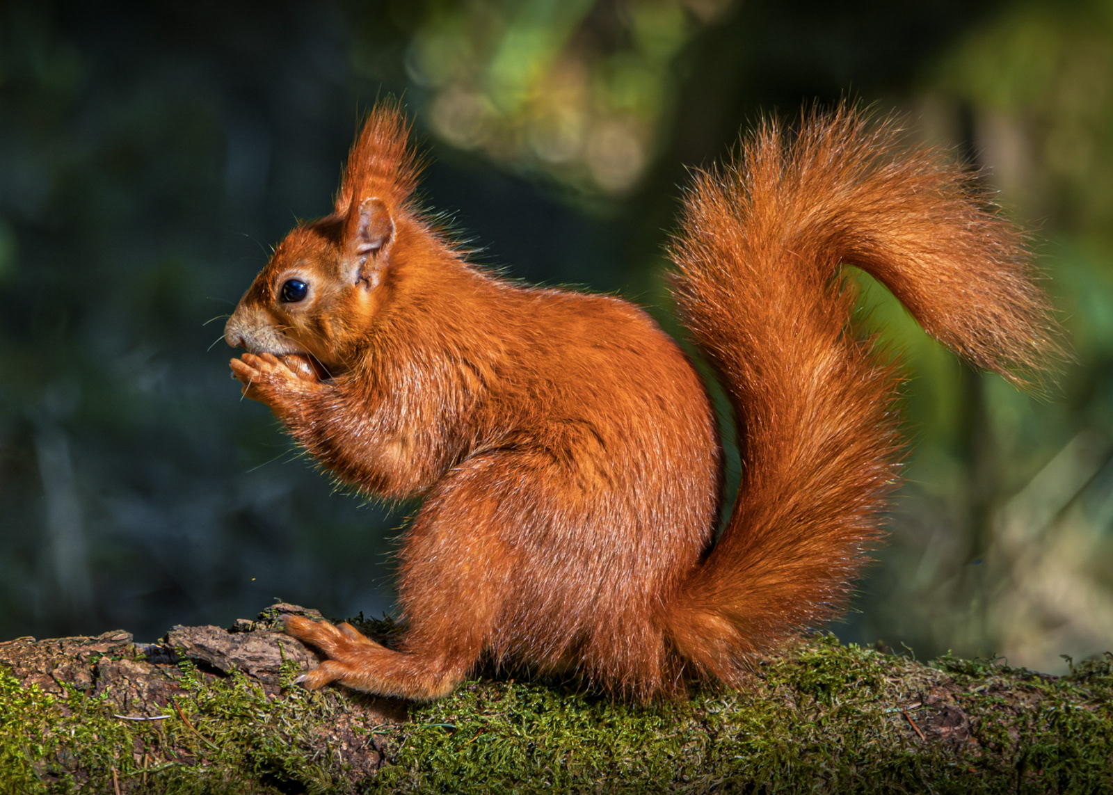 IRN by Nature BRU by Name