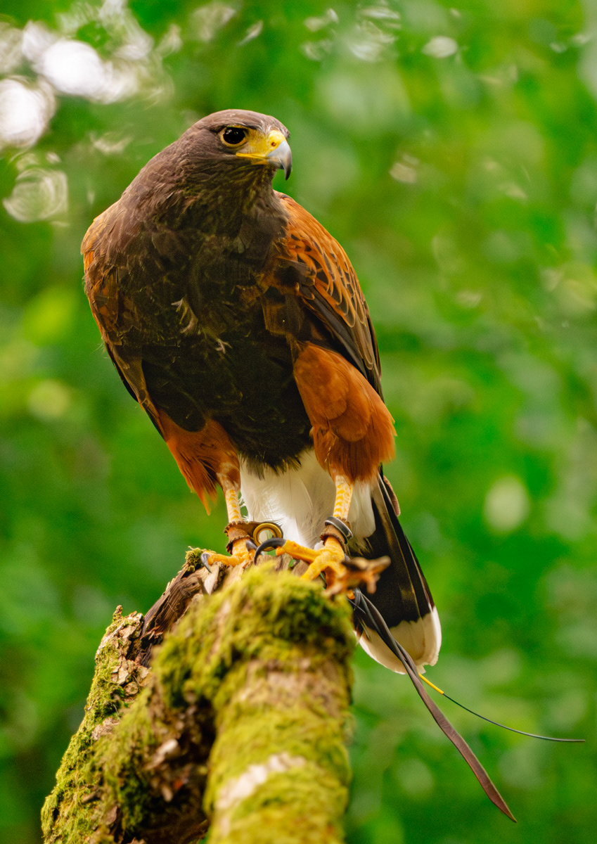 Woodland Sentinels 2