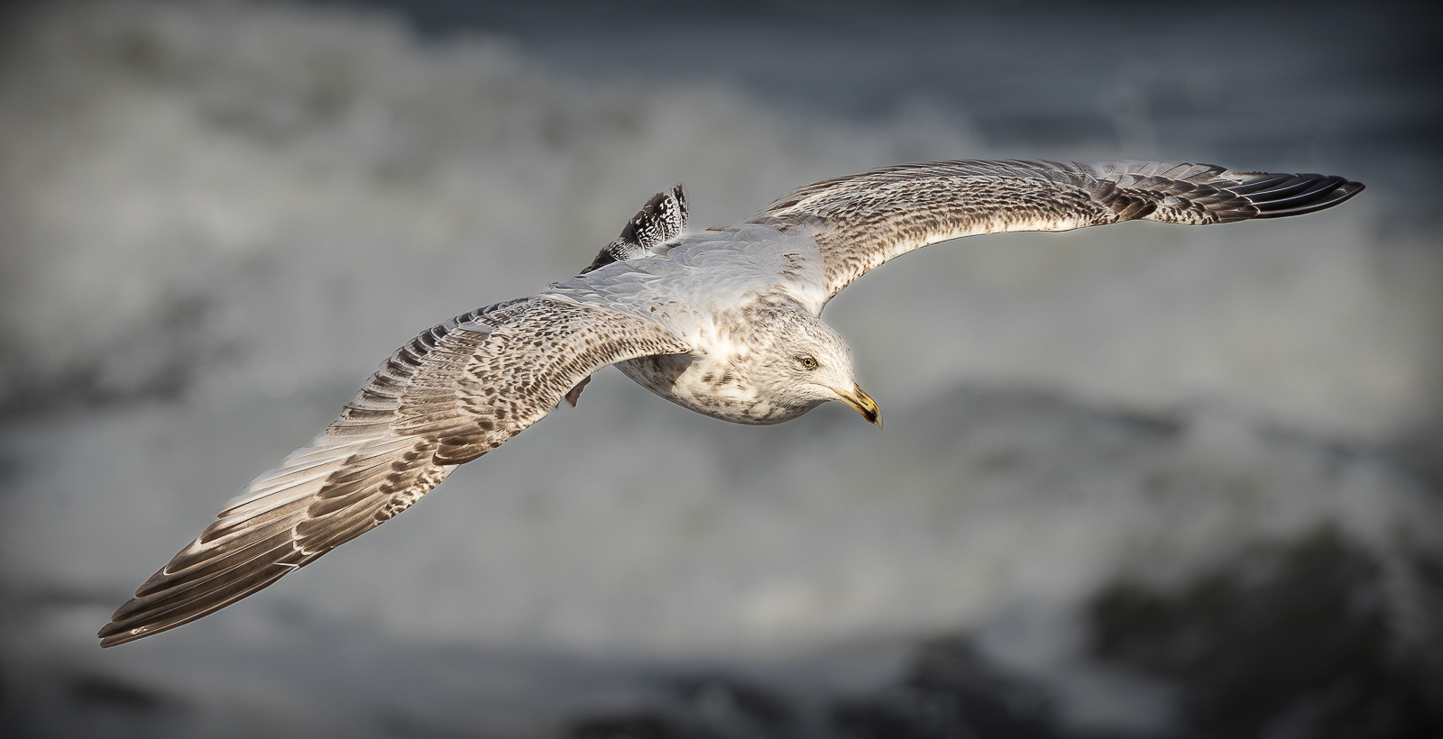 Juv Herring Gull