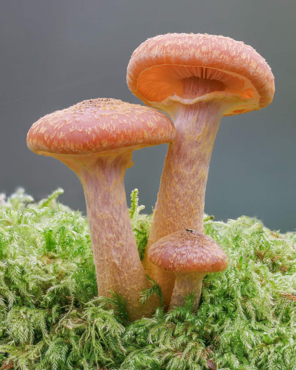 Three of a Kind