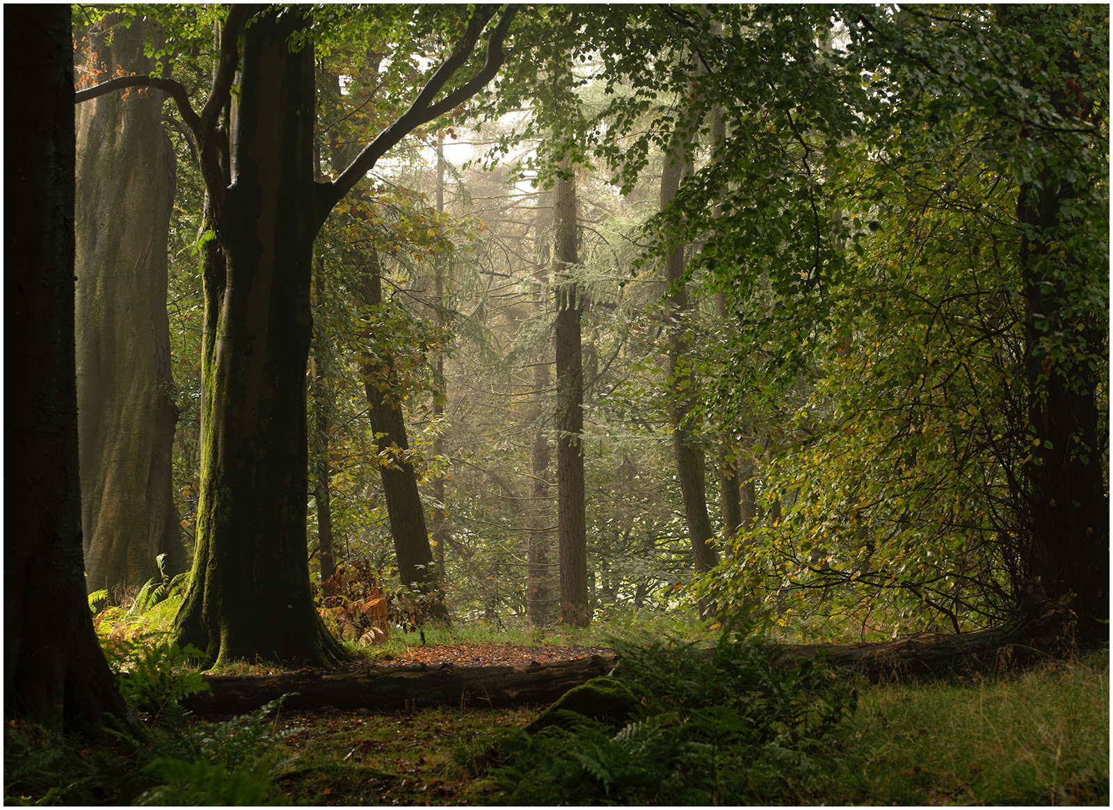 Colzium Woods