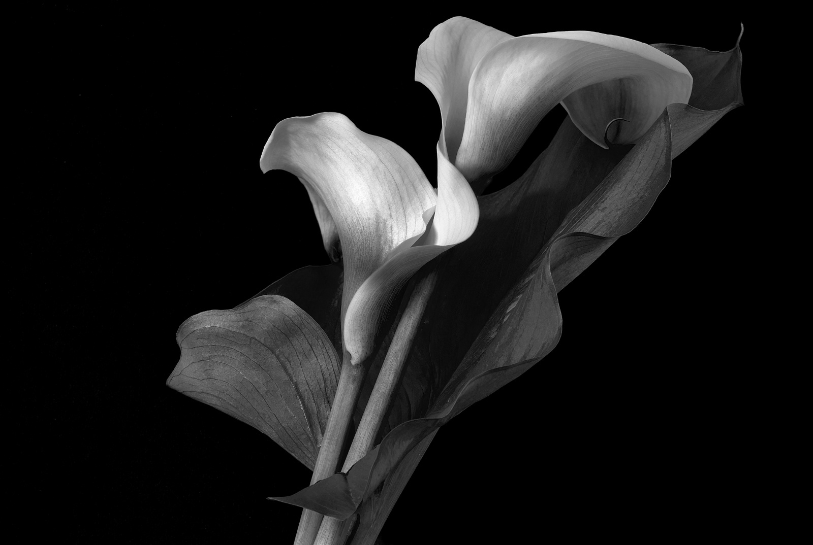 Embrace