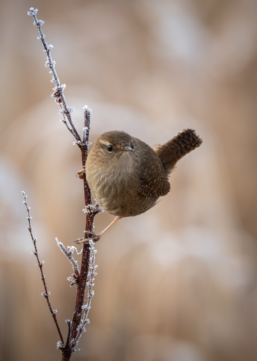 Out in the Cold