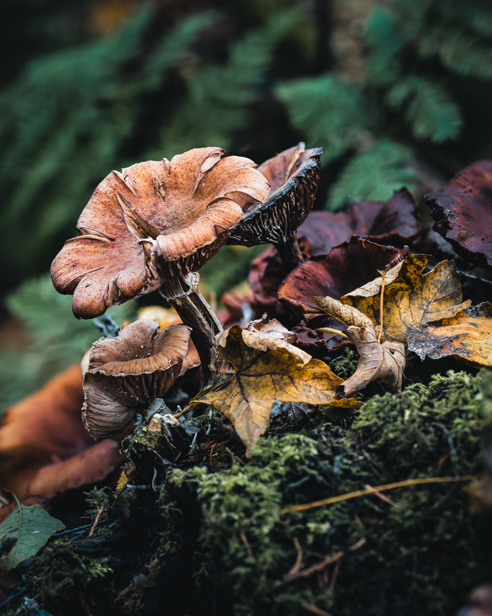 Forest Floor 