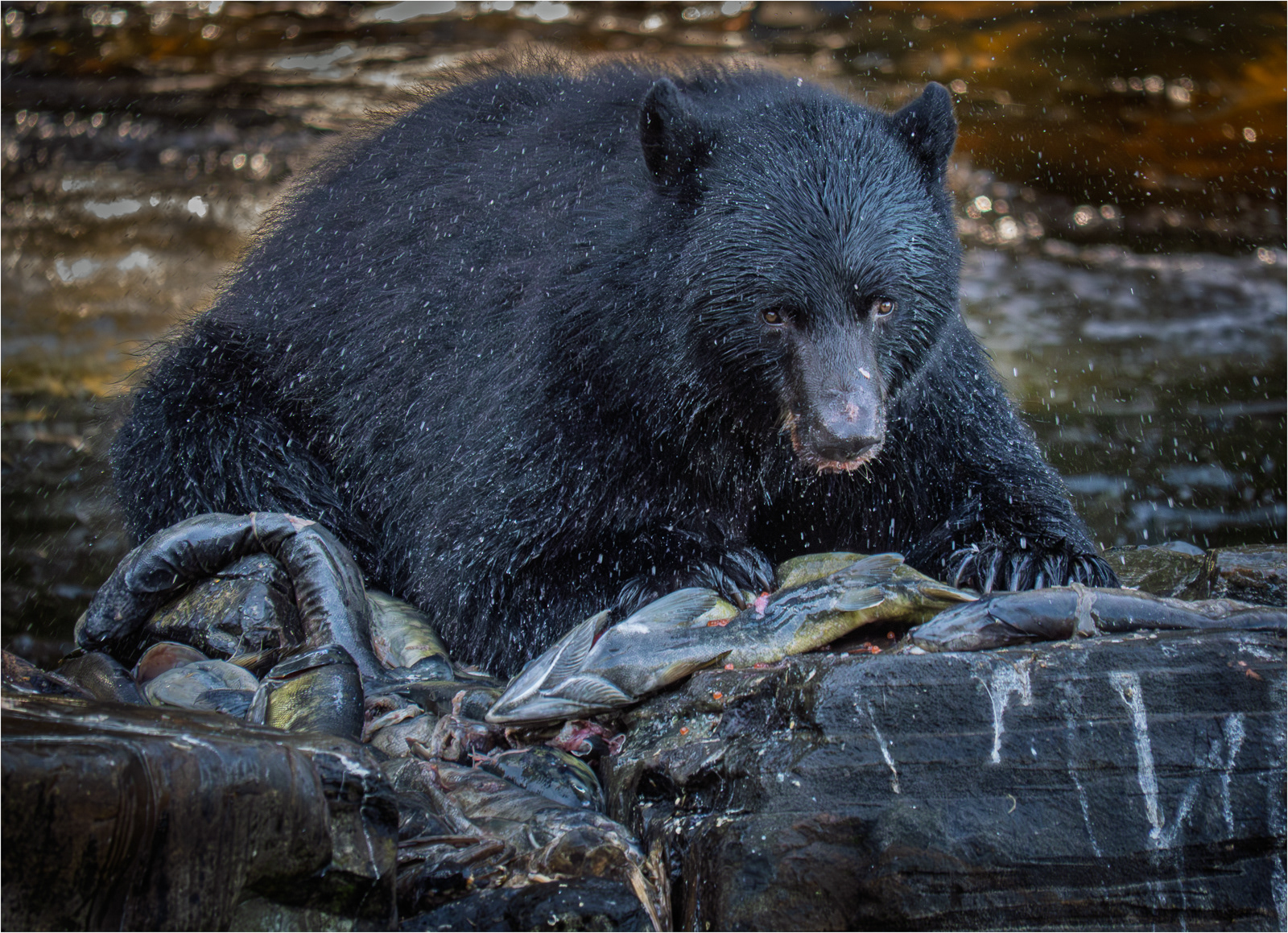 Anyone for salmon