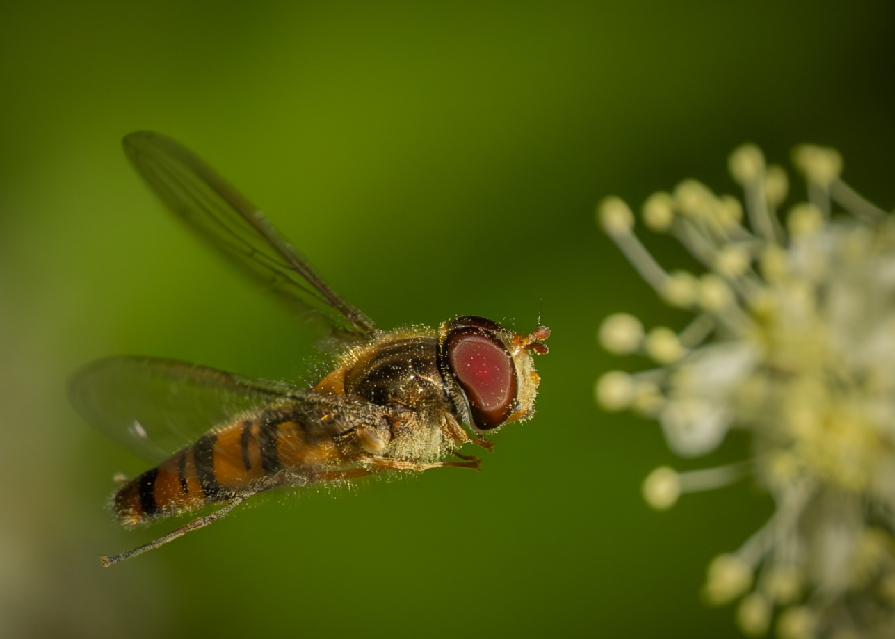 Pollen Collecting