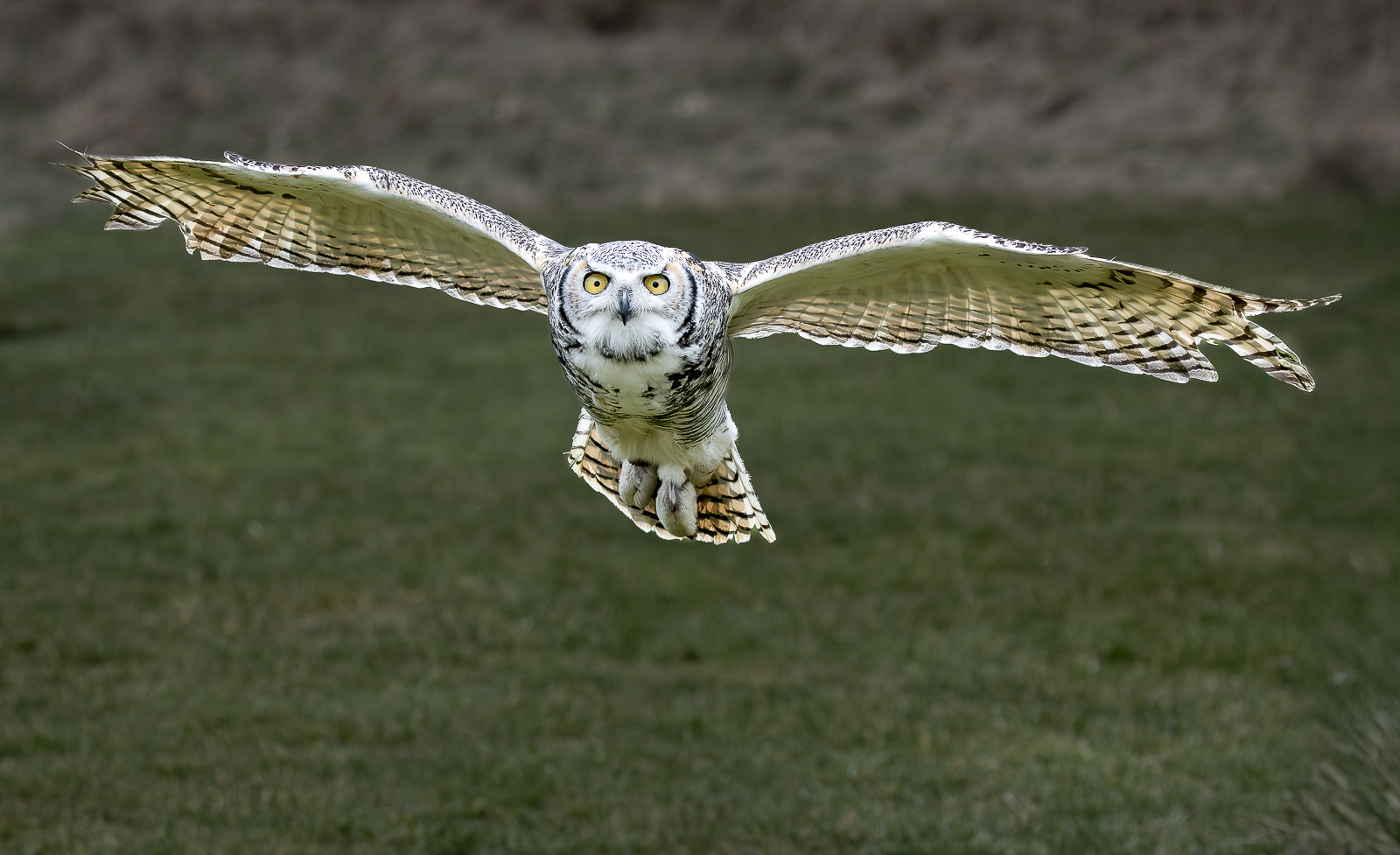 Owl in Flight