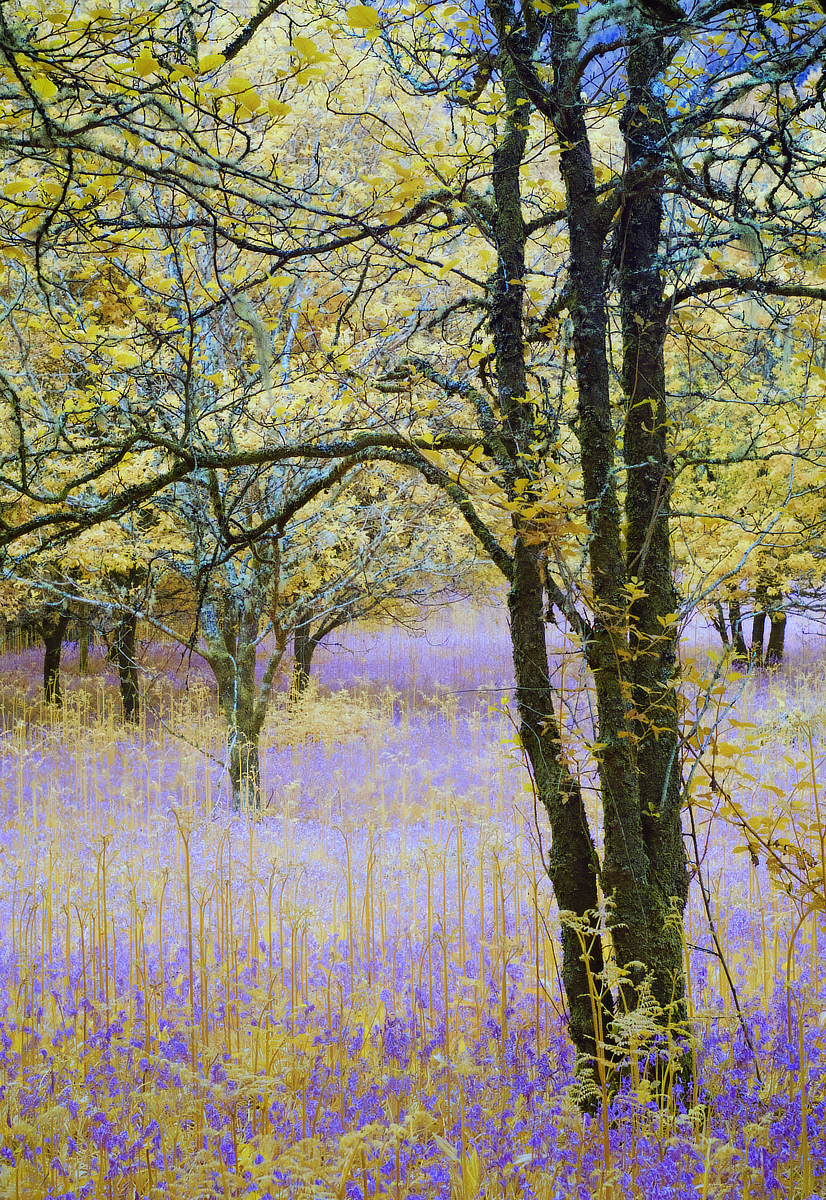Infrared bluebells