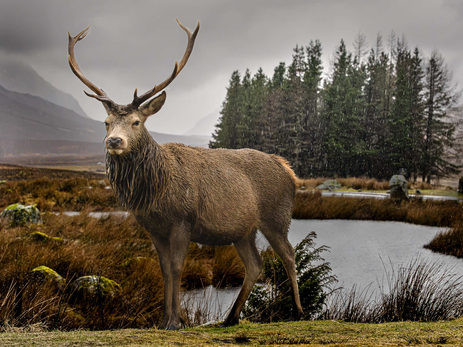 Glencoe Stag