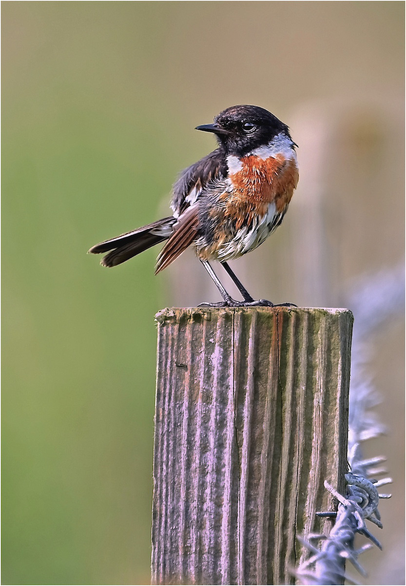 Bedraggled Stonechat After Rain