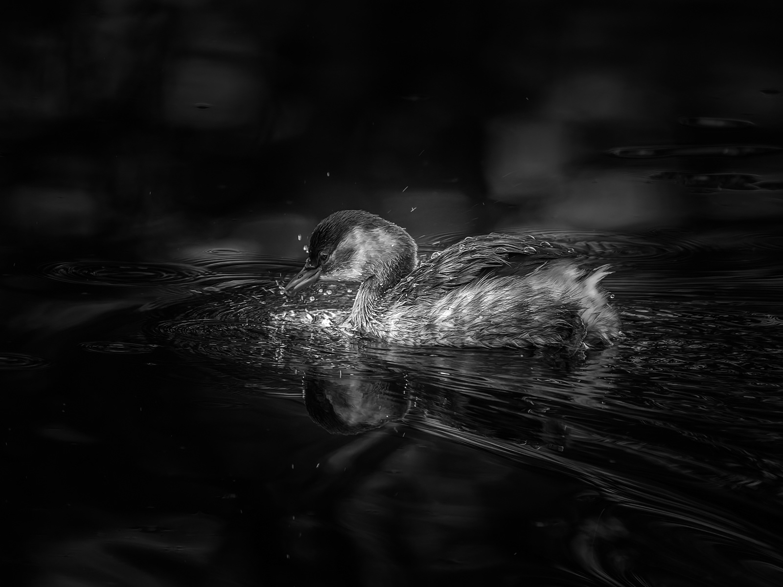 Splish Splash