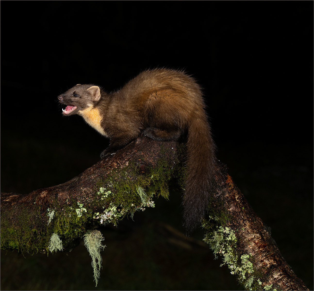 Pinemarten