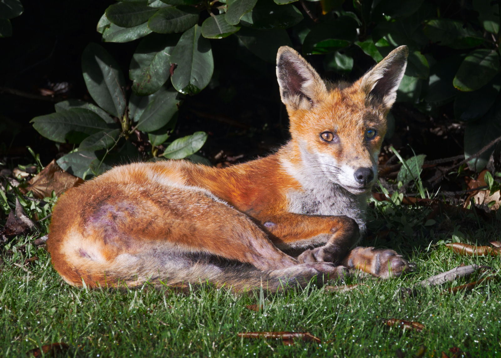 Sunbathing Fox