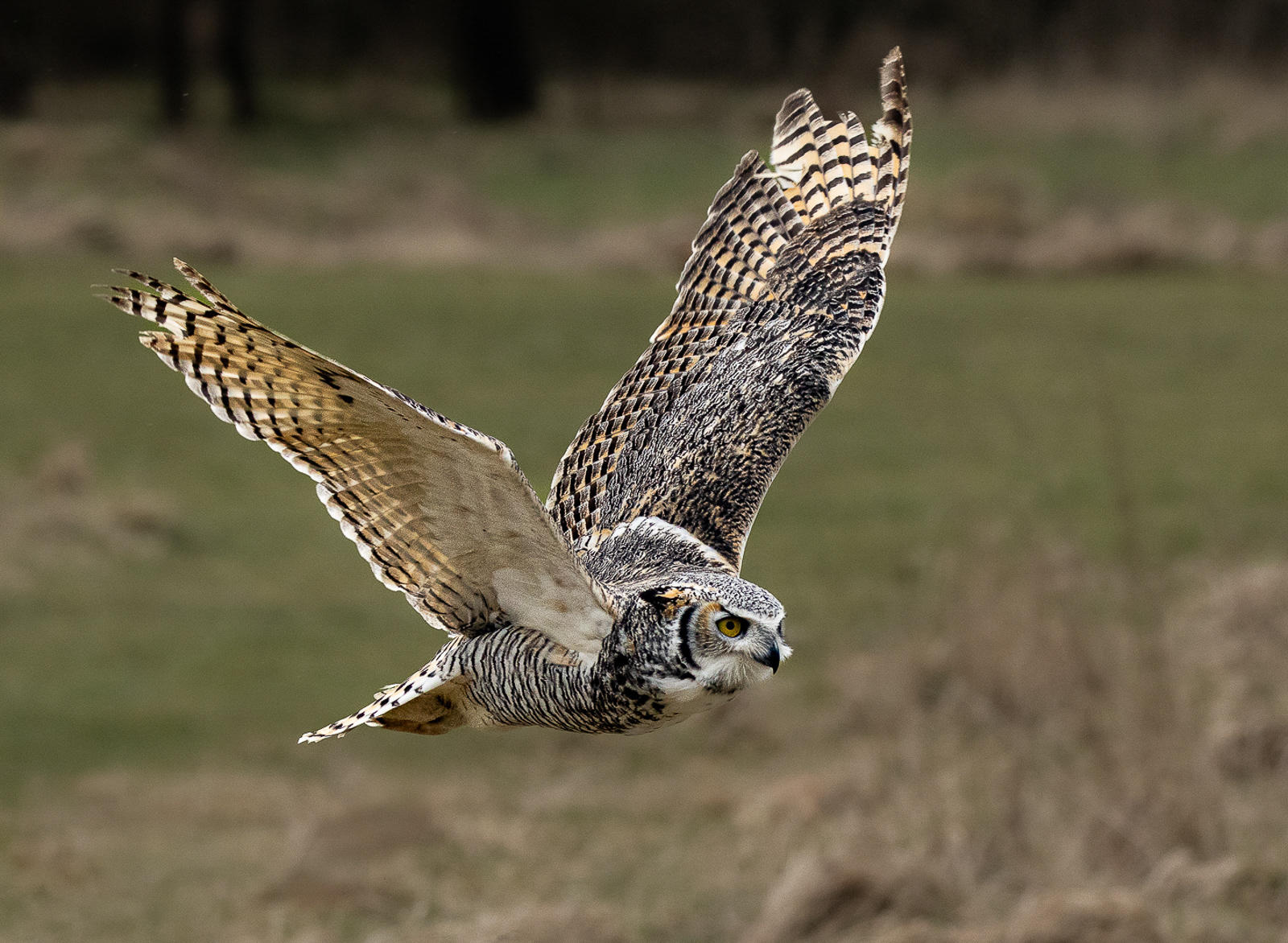 Great Horned Owl
