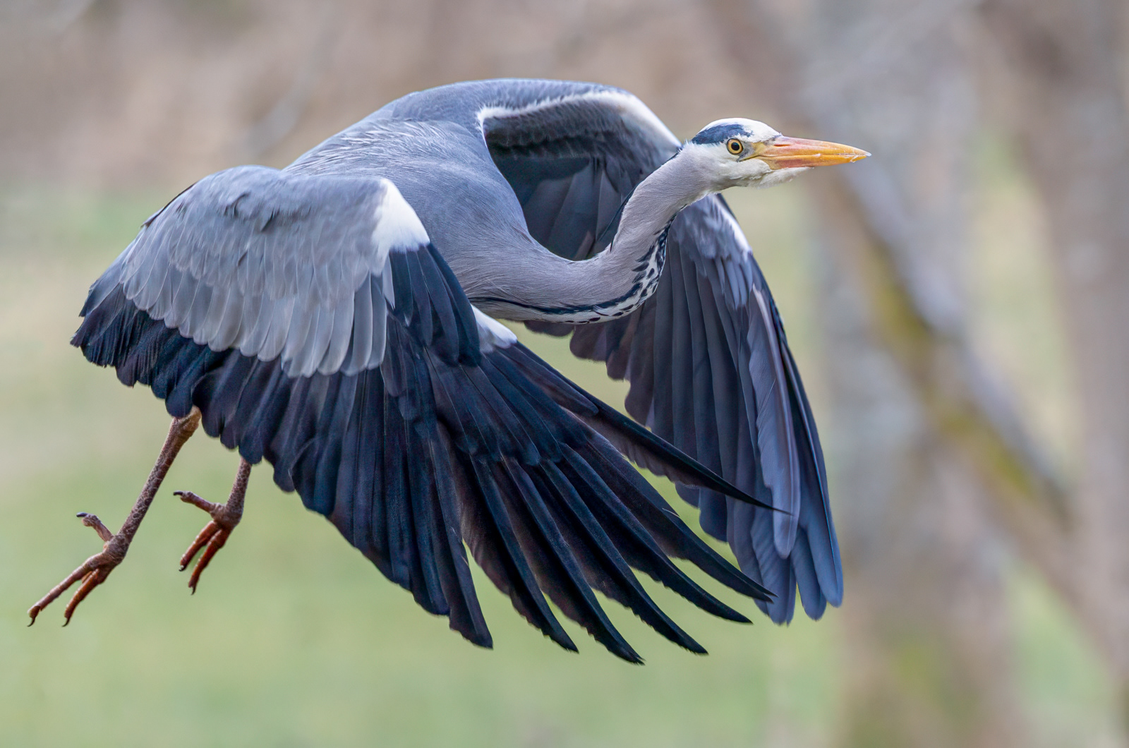 Heron In Flight