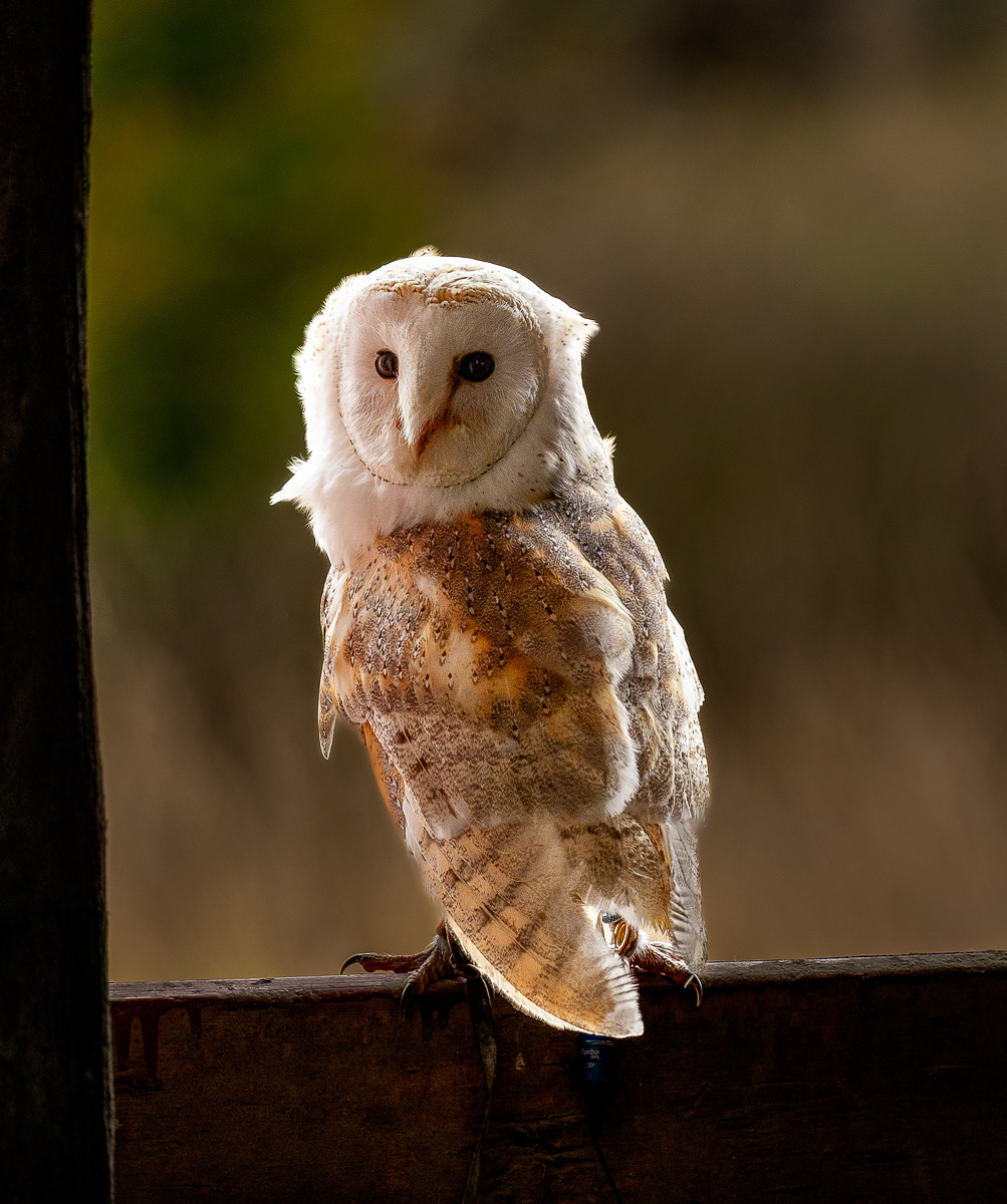Barn Owl