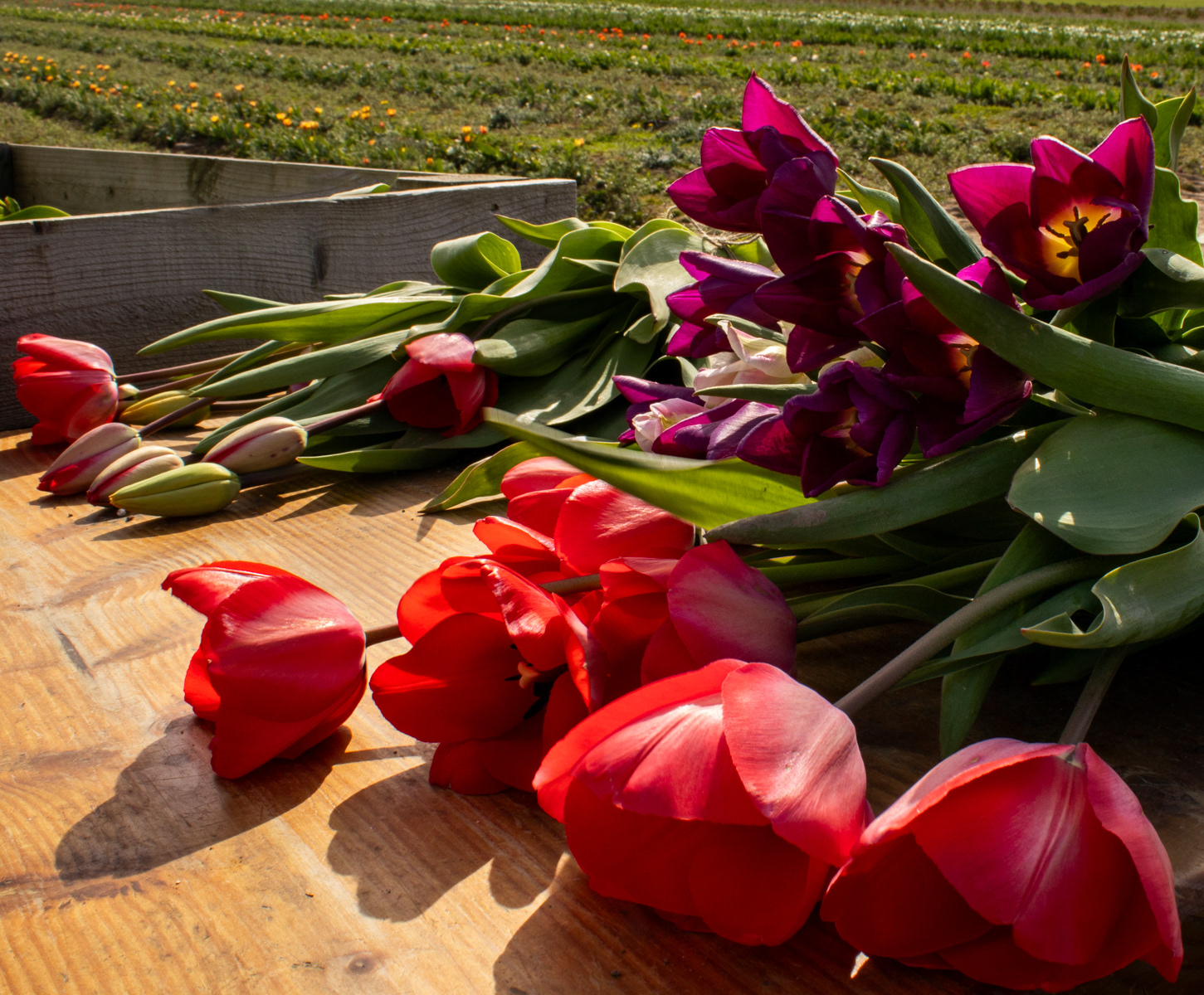 I came. I saw. I picked.