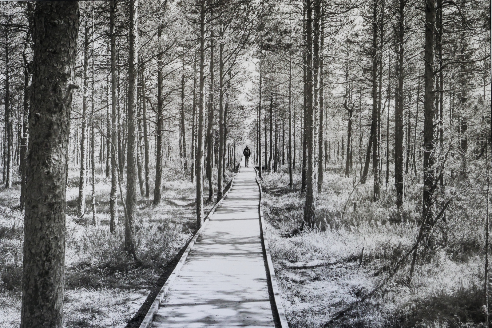 A stroll on the board walk