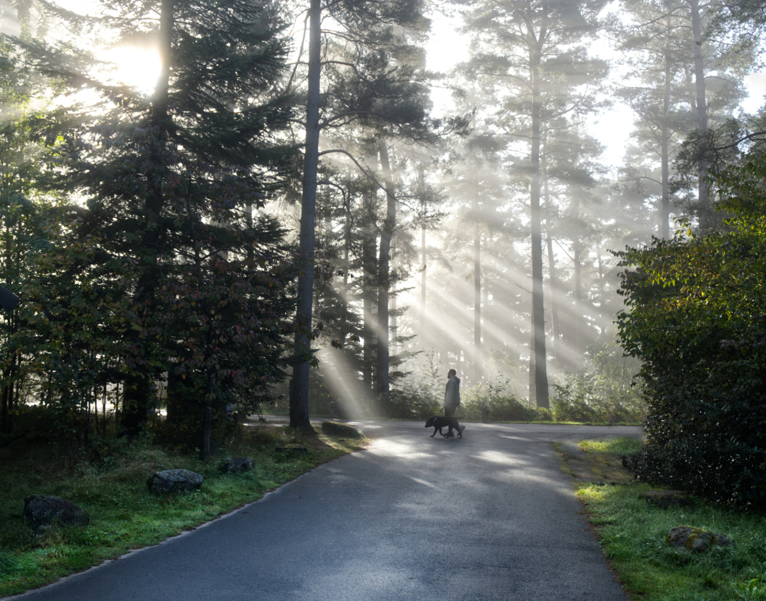 Early Morning Walk 